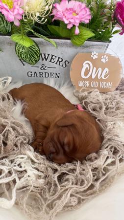 Cavalier King Charles Spaniel for sale by MAYBELDREAM