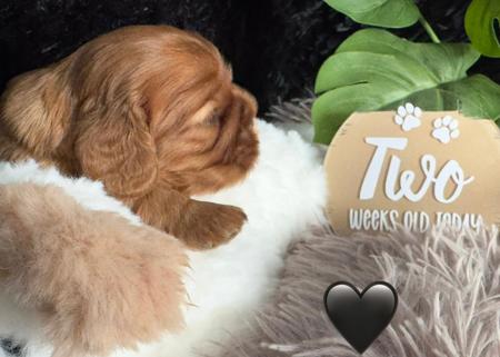 Cavalier King Charles Spaniel for sale by MAYBELDREAM