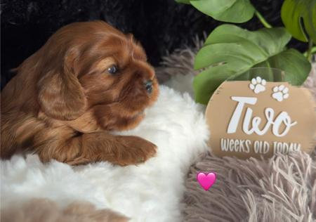 Cavalier King Charles Spaniel for sale by MAYBELDREAM