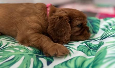 Cavalier King Charles Spaniel for sale by MAYBELDREAM
