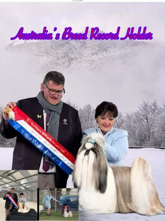 Shih Tzu for sale by KILLILAN