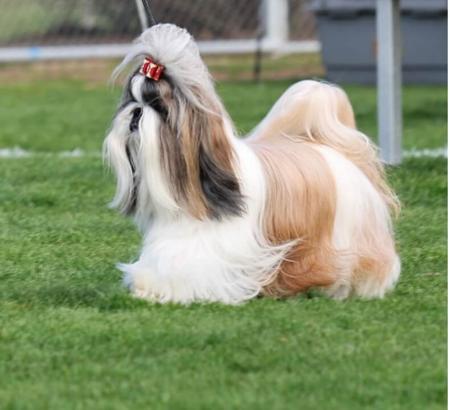 Shih Tzu for sale by KILLILAN