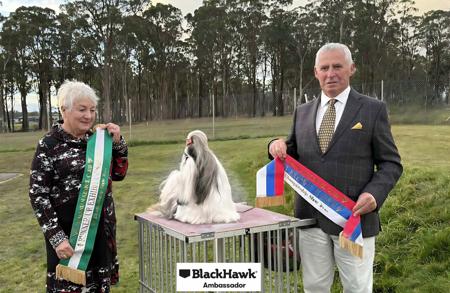 Shih Tzu for sale by KILLILAN