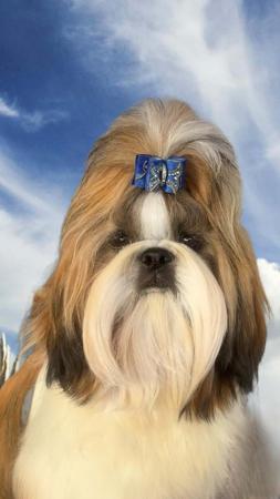 Shih Tzu for sale by KILLILAN