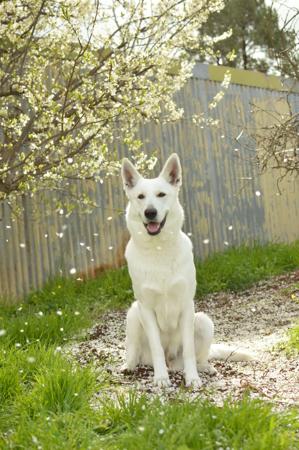White Swiss Shepherd Dog for sale by ROYALEMERALD