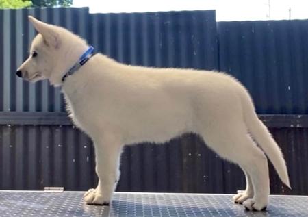 White Swiss Shepherd Dog for sale by ROYALEMERALD