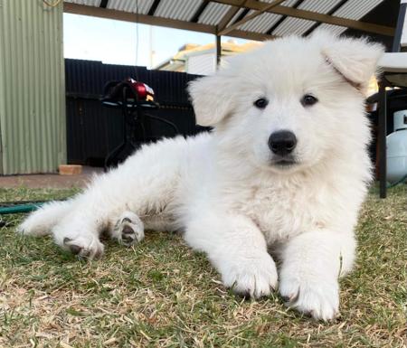 White Swiss Shepherd Dog for sale by ROYALEMERALD
