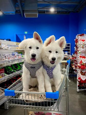 White Swiss Shepherd Dog for sale by ROYALEMERALD