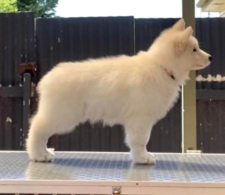 White Swiss Shepherd Dog for sale by ROYALEMERALD