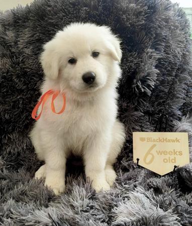 White Swiss Shepherd Dog for sale by SHAEMORTIMER