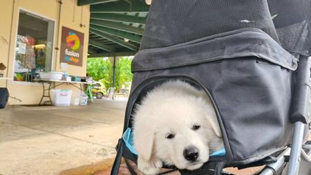 White Swiss Shepherd Dog for sale by ROYALEMERALD