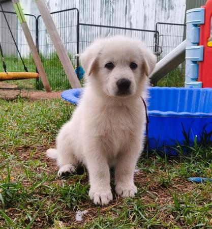 White Swiss Shepherd Dog for sale by ROYALEMERALD