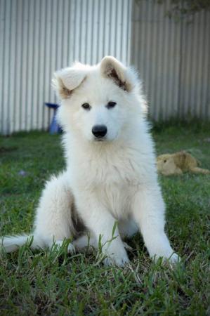 White Swiss Shepherd Dog for sale by ROYALEMERALD