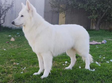 White Swiss Shepherd Dog for sale by SHAEMORTIMER