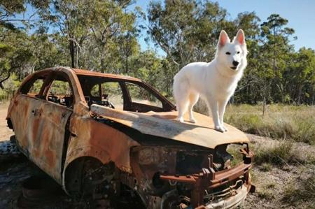 White Swiss Shepherd Dog puppy for sale by SHAEMORTIMER