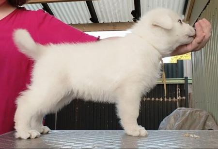 White Swiss Shepherd Dog for sale by ROYALEMERALD