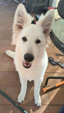 White Swiss Shepherd Dog for sale by ROYALEMERALD