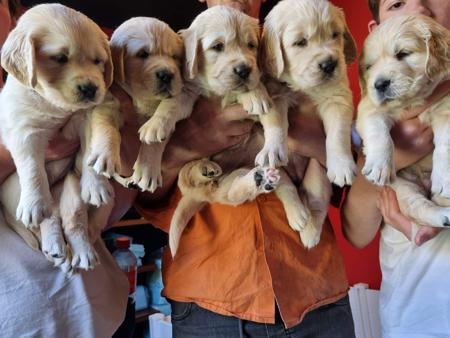 Golden Retriever for sale by GOLDENRAYZ