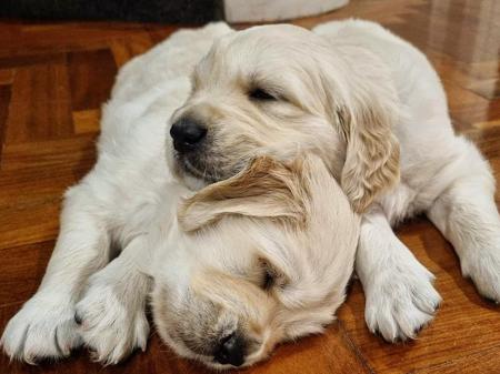 Golden Retriever for sale by GOLDENRAYZ