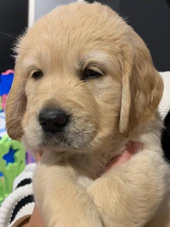 Golden Retriever for sale by GOLDENRAYZ