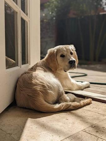 Golden Retriever for sale by GOLDENRAYZ