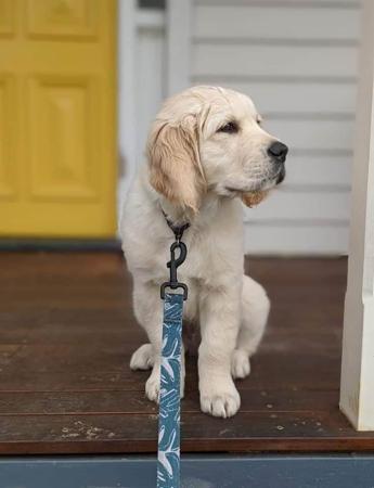 Golden Retriever for sale by GOLDENRAYZ