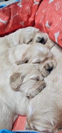 Golden Retriever for sale by GOLDENRAYZ