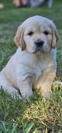 Golden Retriever for sale by GOLDENRAYZ