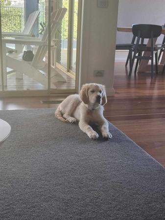 Golden Retriever for sale by GOLDENRAYZ