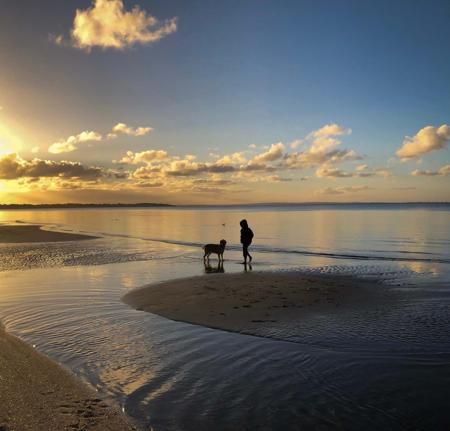 Golden Retriever for sale by GOLDENRAYZ