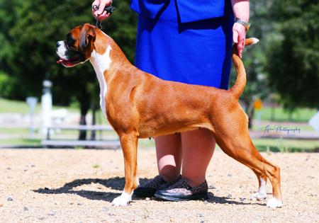 Boxer for sale by NIJA