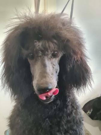 Poodle (Standard) puppy for sale by ZAILA