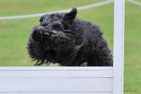 Bouvier des Flandres for sale by VANEEPIESHOF