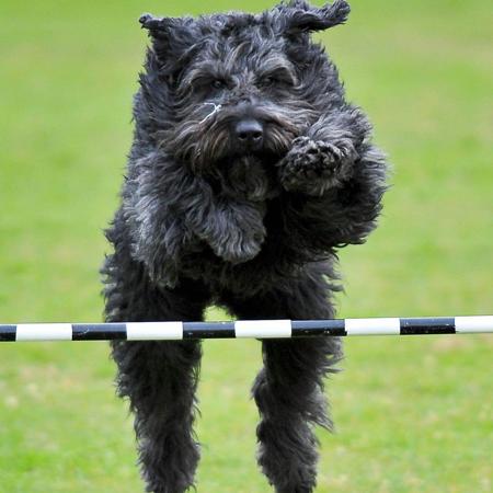 Bouvier des Flandres for sale by VANEEPIESHOF