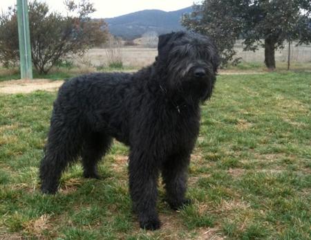 Bouvier des Flandres for sale by VANEEPIESHOF