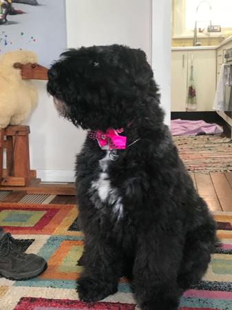 Bouvier des Flandres for sale by VANEEPIESHOF