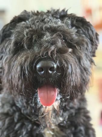 Bouvier des Flandres for sale by POPPYMAC