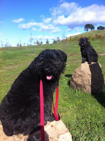 Bouvier des Flandres for sale by VANEEPIESHOF