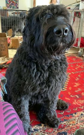 Bouvier des Flandres for sale by VANEEPIESHOF