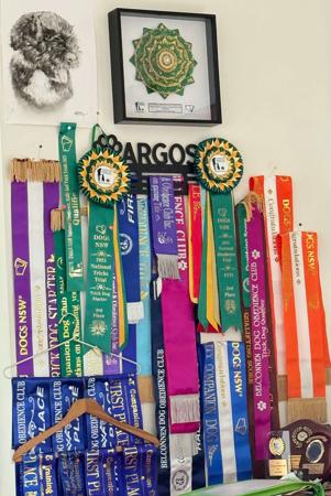 Bouvier des Flandres for sale by VANEEPIESHOF