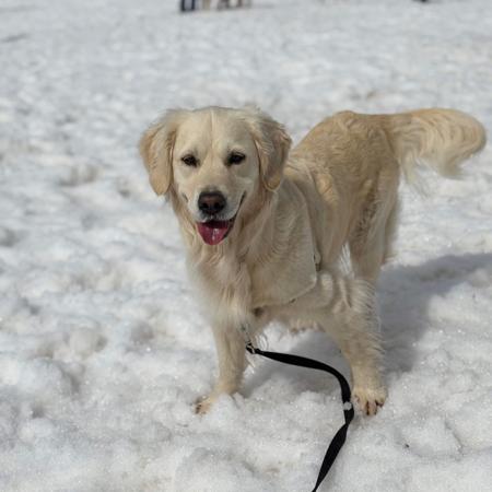 Golden Retriever for sale by PRINCEBONNIE