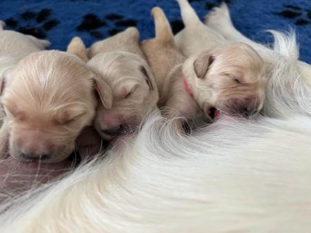 Golden Retriever for sale by PRINCEBONNIE