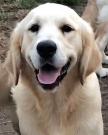 Golden Retriever for sale by PRINCEBONNIE