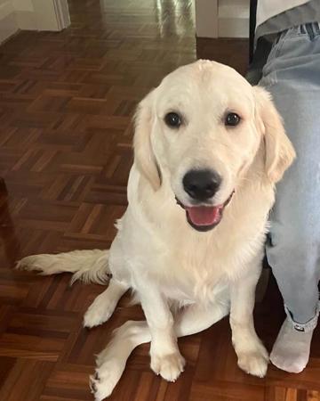 Golden Retriever for sale by PRINCEBONNIE