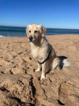 Golden Retriever for sale by PRINCEBONNIE