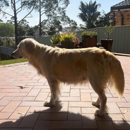 Golden Retriever for sale by PRINCEBONNIE