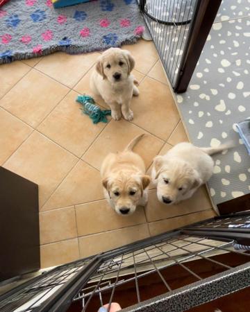 Golden Retriever for sale by PRINCEBONNIE