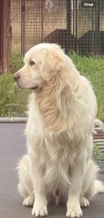 Golden Retriever for sale by PRINCEBONNIE