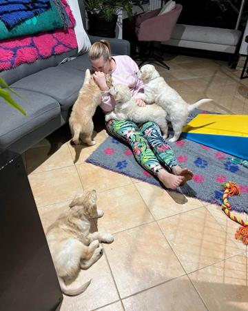 Golden Retriever for sale by PRINCEBONNIE