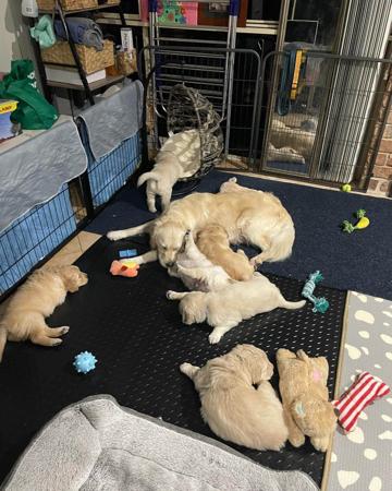 Golden Retriever for sale by PRINCEBONNIE